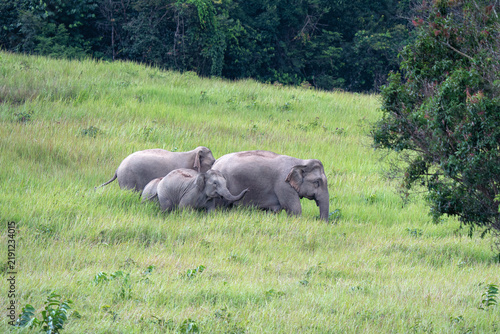 Canvas Print Elephants in the wild