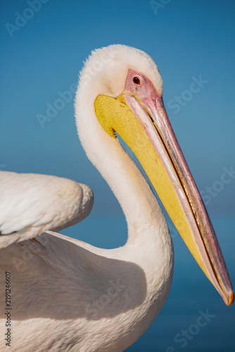 Close-up Portrait of a White Pelican Against Blue Sky