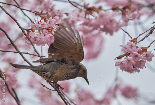 綺麗な桜の花と羽ばたいているヒヨドリ