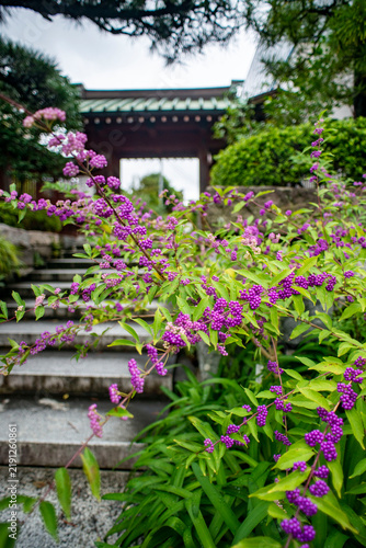 Fototapeta 鎌倉26912 大功寺 コムエラサキ