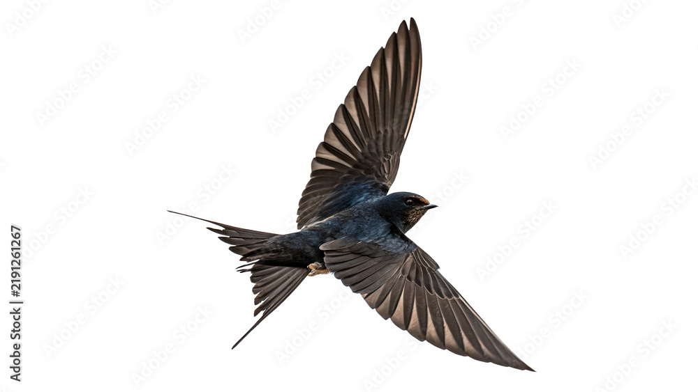 Obraz premium Small swift swallow bird flying in the air isolated on transparent background.