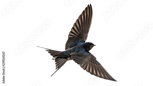 Fotografie Small swift swallow bird flying in the air isolated on transparent background