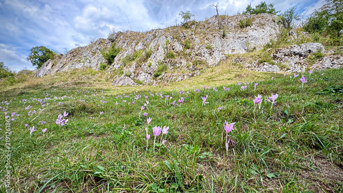 Delicate Flowers Blooming in Natural Landscape