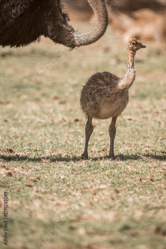 Young ostrich chick standing on dry grass beside adult ostrich in open savanna habitat