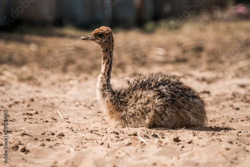 Young ostrich chick resting on sandy ground in warm sunlight with downy feathers and blurred background