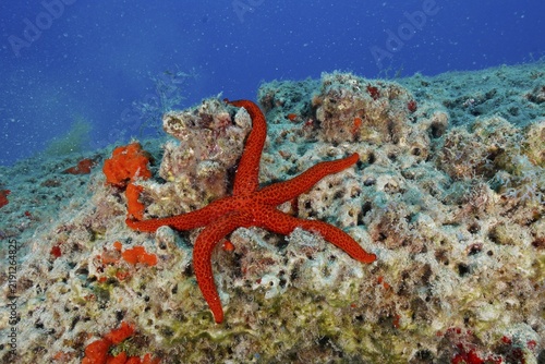 A red starfish, the purple starfish (Echinaster sepositus), lies on a seabed strewn with coral, at the Pasito Blanco Reef dive site, Arguineguín, Gran Canaria, Spain, Atlantic Ocean