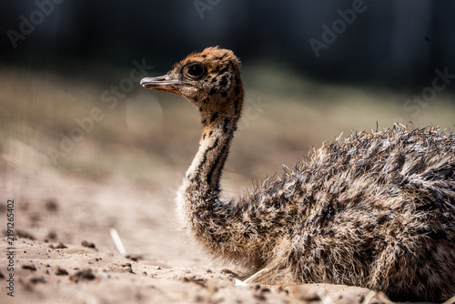 Картината върху платно Young ostrich chick resting on sandy ground, close-up portrait showing downy mot