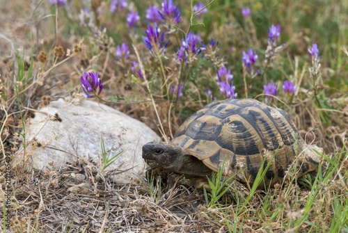 Greek tortoise, Herman's tortoise, testudo hermanni, Bulgaria, critters, reptilia, reptiles, tortoises, tortoises, turtles