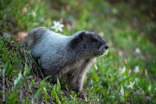 marmot in the grass