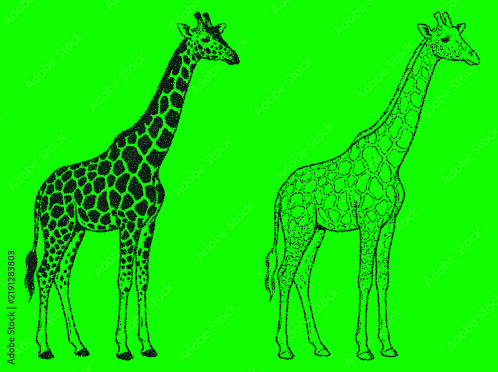 Obraz premium Two giraffes silhouetted against a bright green background, one solid black, one outlined in black, representing wildlife and nature.