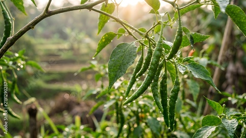 Close-up of fresh green chili peppers growing on a plant in a farm field.