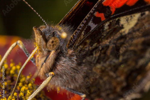 Quadro su tela Macro close-up of Red Admiral butterfly Vanessa atalanta on flower, detailed hea