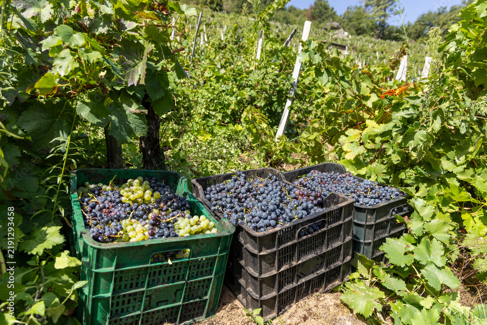 Obraz premium Harvested red and white grapes in Ribeira Sacra vineyard