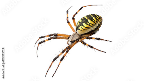 Fotografie Large black and yellow garden spider argiope aurantia isolated on transparent background