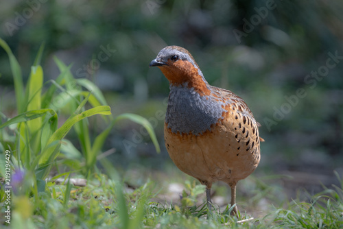 Obraz na płótnie 丸いフォルムがかわいい身近な野鳥コジュケイ。愛らしい動物コラムや日常のいやし広告に最適な写真素材