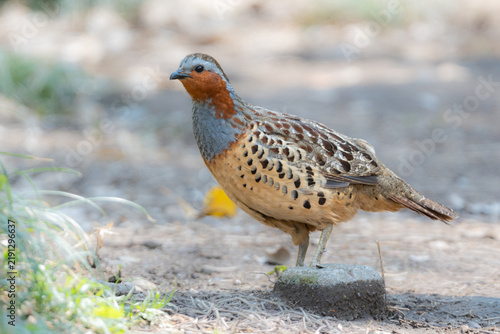 Obraz na płótnie 丸いフォルムがかわいい身近な野鳥コジュケイ。愛らしい動物コラムや日常のいやし広告に最適な写真素材