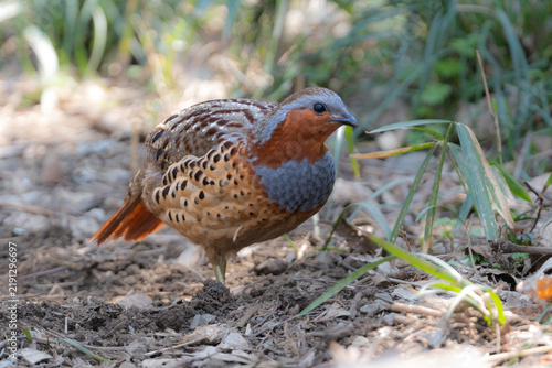 Obraz na płótnie 丸いフォルムがかわいい身近な野鳥コジュケイ。愛らしい動物コラムや日常のいやし広告に最適な写真素材