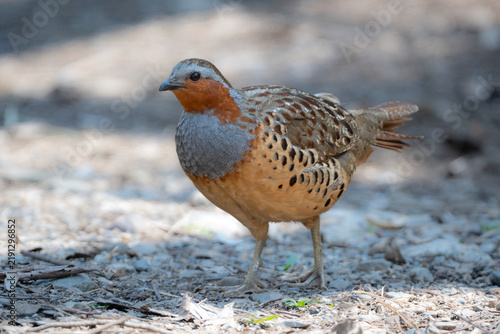 Obraz na płótnie 丸いフォルムがかわいい身近な野鳥コジュケイ。愛らしい動物コラムや日常のいやし広告に最適な写真素材