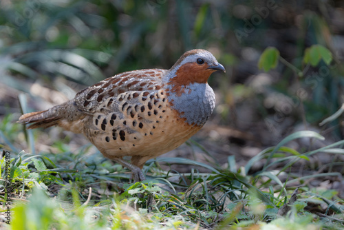 Obraz na płótnie 丸いフォルムがかわいい身近な野鳥コジュケイ。愛らしい動物コラムや日常のいやし広告に最適な写真素材