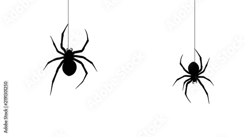 Plakat Two black spiders hanging from thin silk threads