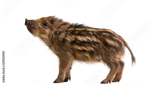 Canvas Print Small striped wild boar piglet standing in profile