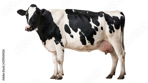 Принти на полотні Black and white Holstein dairy cow standing in profile