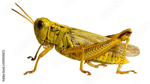 Quadro su tela Bright yellow grasshopper with detailed wings and long antennae