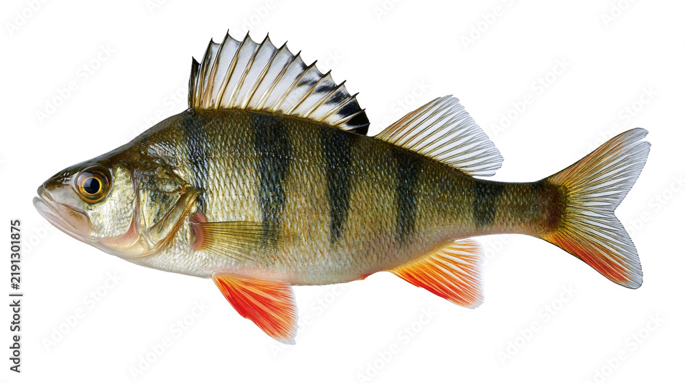 Obraz premium European perch fish with striped green body and orange fins