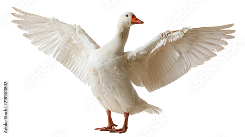 Cuadro en lienzo White domestic goose with spread wings standing