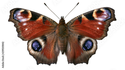Obraz na plátne European Peacock butterfly with vibrant red wings and distinctive blue eyespots