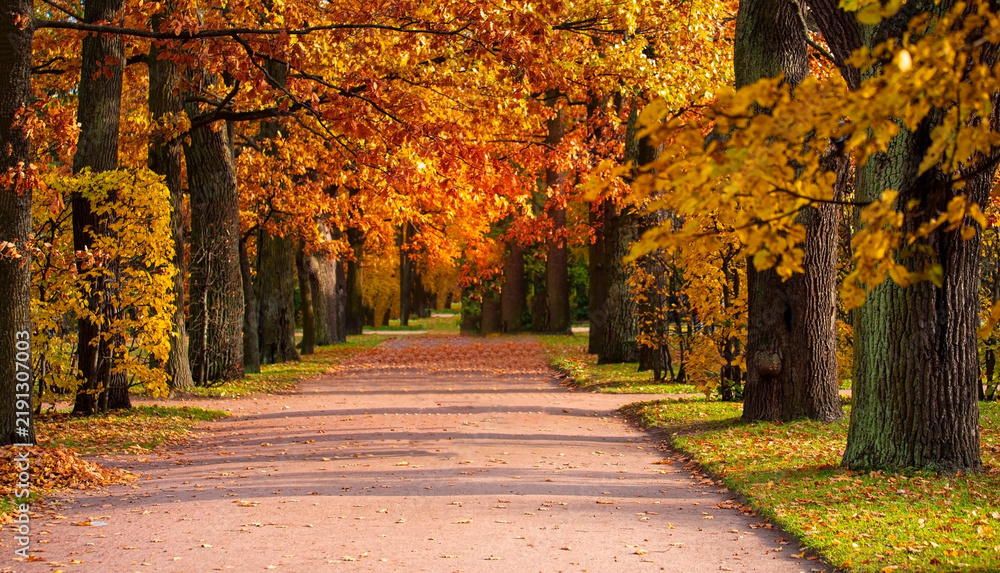 Obraz premium The golden Autumn season with Beautiful romantic alley in a park with colorful trees and sunlight. autumn natural background