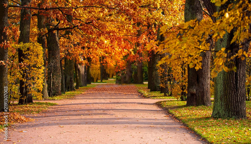 The golden  Autumn season with Beautiful romantic alley in a park with colorful trees and sunlight. autumn natural background