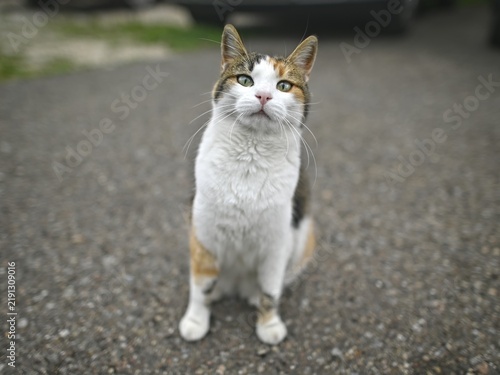 фотографія Funny tabby cat sitting in the backyard and looks curious to the camera
