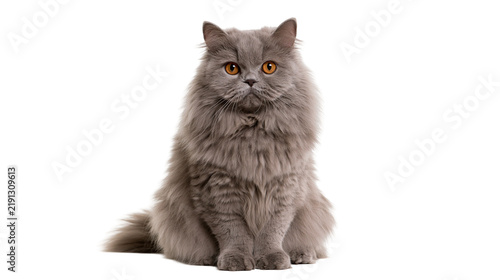 Фотография Fluffy grey British Longhair cat with bright orange eyes sitting upright