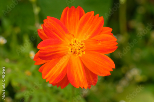 Plakat w ramie Orange Cosmos sulphureus in flower.