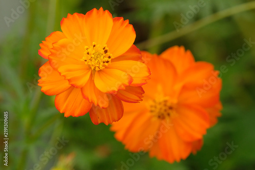 Plakat w ramie Orange Cosmos sulphureus in flower.