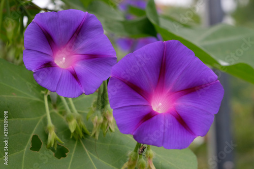 Plakat w ramie Purple Ipomoea purpurea, morning glory ‘Star of Yelta’ in flower.