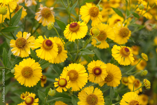 Plakat w ramie Yellow helenium sneezeweed, ‘El Dorado’ in flower.