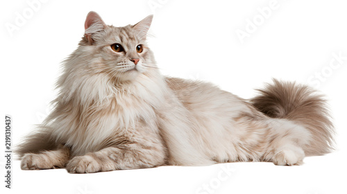 Obraz na plátně Fluffy long-haired beige Siberian cat lying down with amber eyes