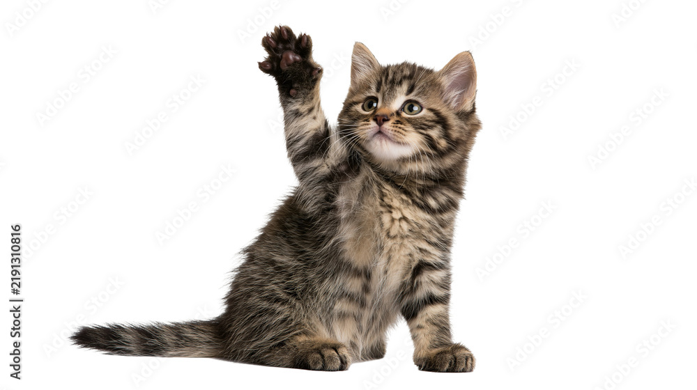 Fototapeta premium Fluffy tabby kitten sitting and raising one paw