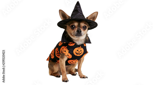 Chihuahua dog wearing a black witch hat and a pumpkin print Halloween costume