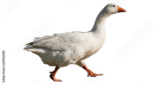 Принти на полотні Walking white domestic goose with orange beak and webbed feet