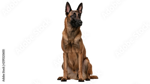 Quadro su tela Alert Belgian Malinois dog sitting with attentive posture and black muzzle