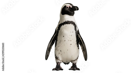 Cuadro en lienzo African penguin standing upright with black and white plumage and spotted chest