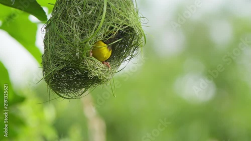 Baya weaver bird (Ploceus philippinus) sits in a half-built nest with grass in its beak and begins weaving the nesting material, showcasing natural bird behavior and nest building.