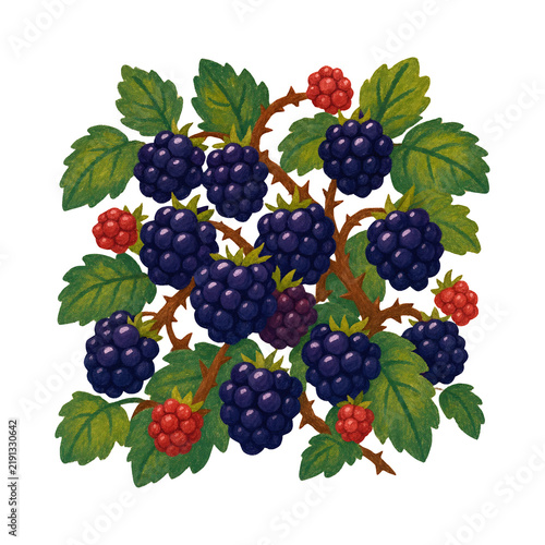 Fotografía Watercolor illustration of blackberry brambles with ripe and unripe fruit on tra