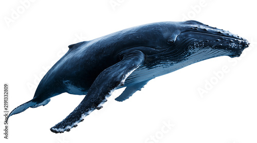Cuadro en lienzo Majestic humpback whale swimming with long pectoral fins and textured skin