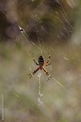 Obraz na płótnie Wasp spider Argiope bruennichi waiting on cobweb in wild nature macro close up