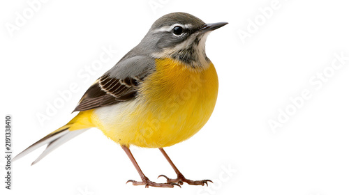 Foto Grey wagtail bird with vibrant yellow breast and grey plumage standing