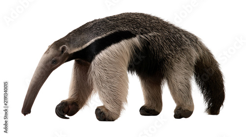Принти на полотні Giant anteater with long snout and bushy tail walking